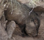 javelina03.thumb.jpg