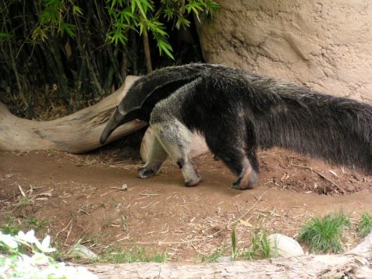 Anteater
Anteater
Keywords: Anteater