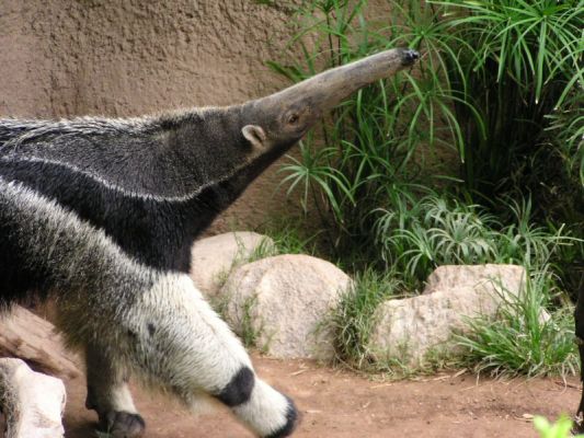 Anteater
Anteater
Keywords: Anteater