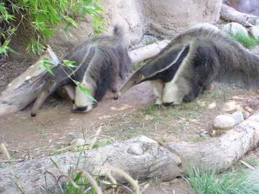Anteater
Anteater
Keywords: Anteater