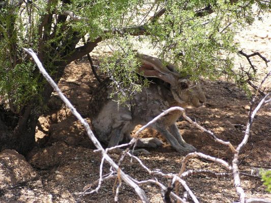 Antelope Jackrabbit
Antelope Jackrabbit
Keywords: Antelope Jackrabbit