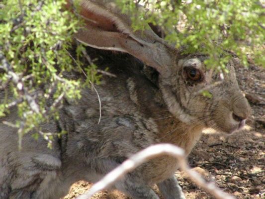 Antelope Jackrabbit
Antelope Jackrabbit
Keywords: Antelope Jackrabbit