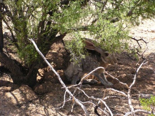 Antelope Jackrabbit
Antelope Jackrabbit
Keywords: Antelope Jackrabbit