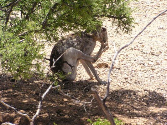 Antelope Jackrabbit
Antelope Jackrabbit
Keywords: Antelope Jackrabbit