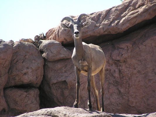 bighorn789021.jpg