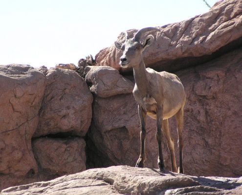 bighorn90213.jpg