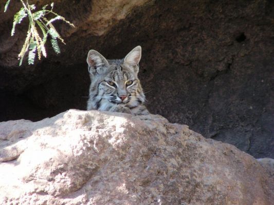 bobcat90436.jpg