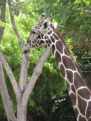 giraffe05.jpg