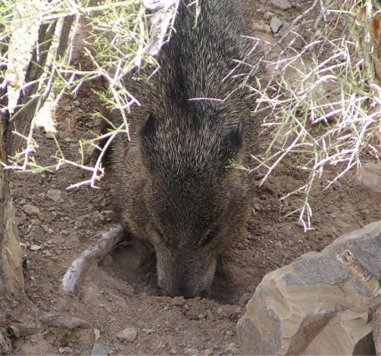 javelina01.jpg