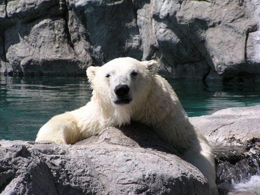 polarbear809325.jpg