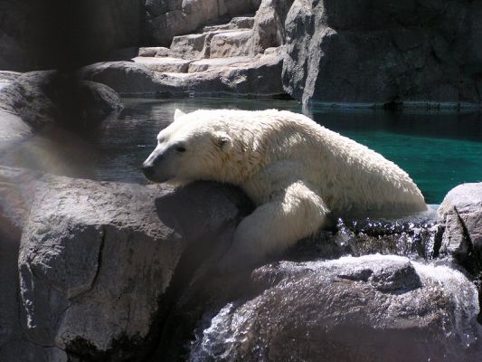 polarbear90435.jpg