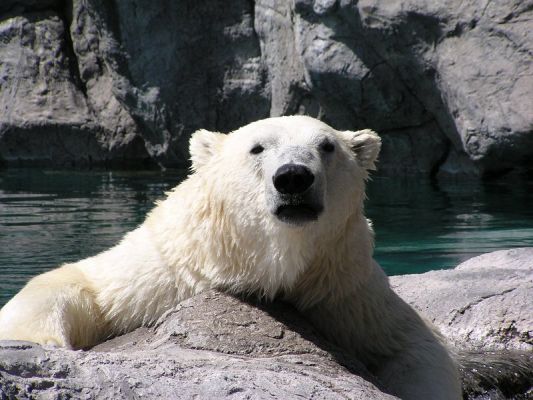 polarbear904356.jpg