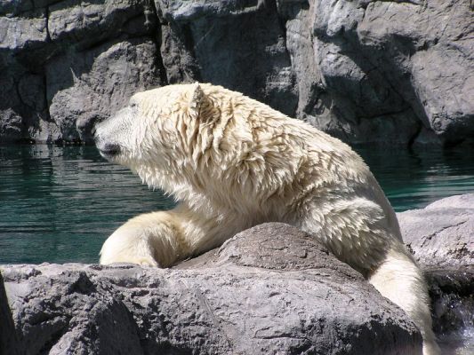 polarbear90543.jpg