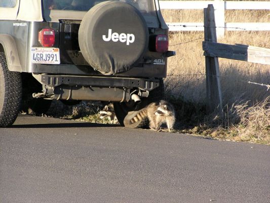 raccoon03002.jpg