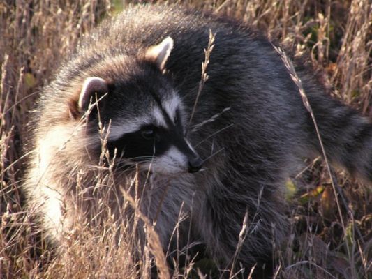 raccoon034560.sized.jpg