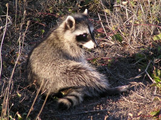 raccoon036570.jpg