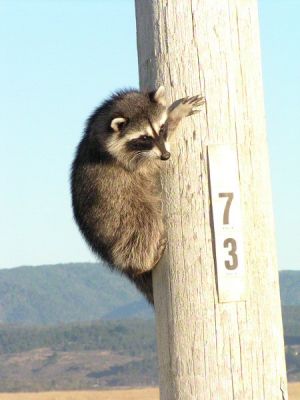 raccoon038090.jpg