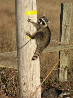 raccoon060057.jpg