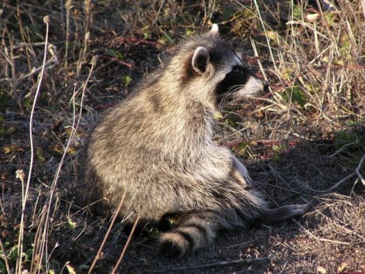 raccoon903213.sized.jpg