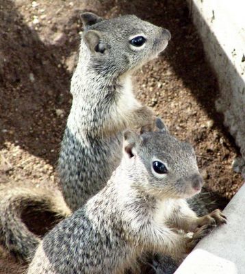 rocksquirrel05.jpg