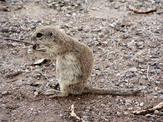 roundtailedsquirrel040.jpg