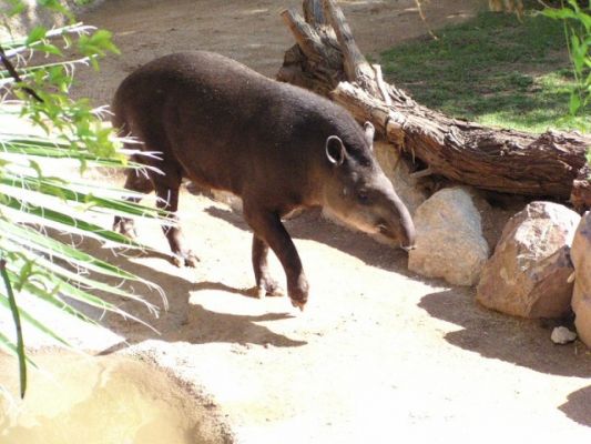 tapir01.sized.jpg