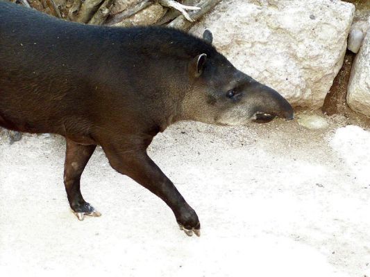 tapir02.jpg