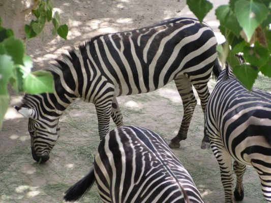 zebra001.jpg