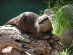 otter010.thumb.jpg