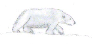 polarbear945634.jpg