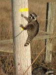 raccoon060057.thumb.jpg