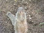 rocksquirrel01.thumb.jpg