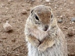 roundtailedsquirrel010.thumb.jpg