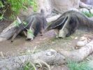 anteater01.sized.jpg