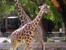 giraffe04.thumb.jpg