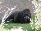 gorilla001.jpg