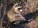 raccoon036570.highlight.jpg