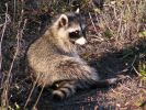 raccoon036570.sized.jpg