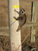 raccoon060057.thumb.jpg