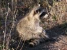 raccoon903213.thumb.jpg