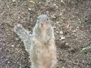 rocksquirrel01.jpg