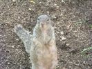 rocksquirrel01.sized.jpg