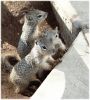 rocksquirrel022.jpg