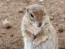 roundtailedsquirrel010.sized.jpg