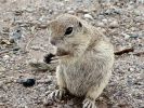 roundtailedsquirrel020.jpg