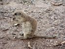 roundtailedsquirrel040.sized.jpg