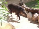 tapir01.jpg