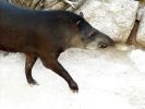 tapir02.sized.jpg