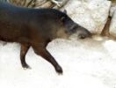 tapir02.thumb.jpg