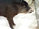 tapir03.jpg